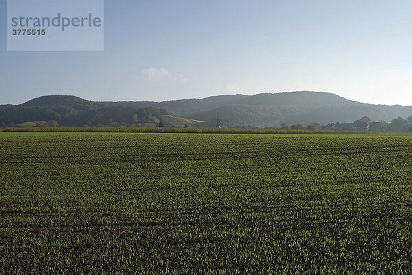 Wintergerste  Hassberge  Unterfranken  Bayern  Deutschland