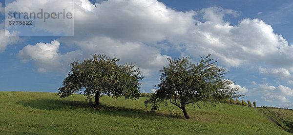 Apfelbäume im Steigerwald  Unterfranken  Bayern  Deutschland