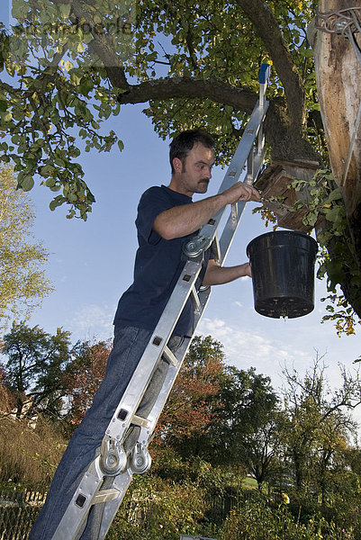 Mann auf einer Leiter säubert Nistkasten an einem Apfelbaum