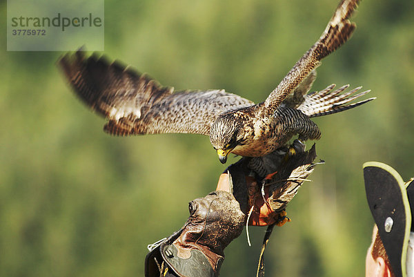 Gerfalke (Falco rusticolus) bei Landung auf Hand eines Falkners