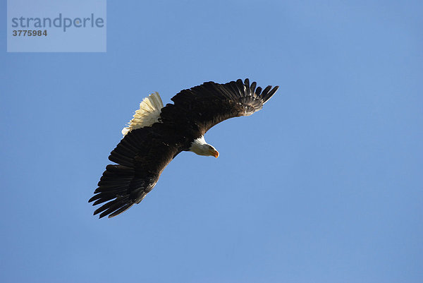 Weißkopfseeadler (Haliaeetus leucocephalus) im Flug