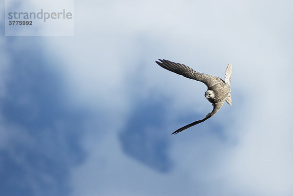 Sakerfalke (Falco cherrug) im Flug