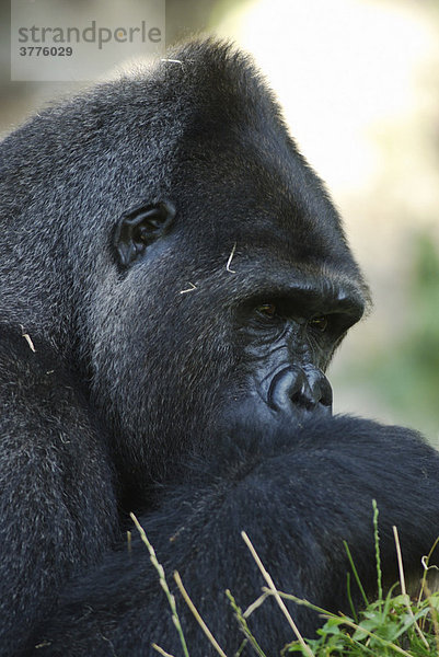 Männchen  Westlicher Flachlandgorilla (Gorilla gorilla gorilla)