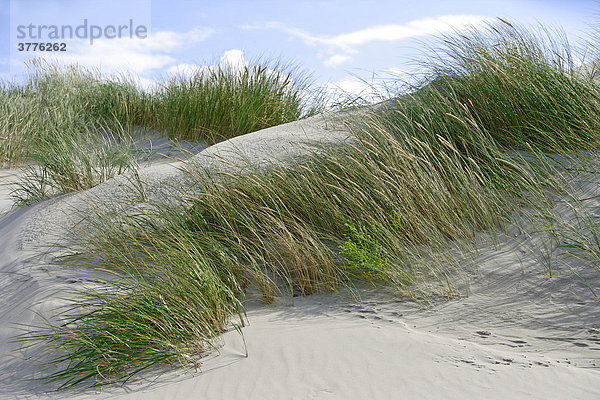 Bewachsene Sanddüne  Insel Juist  Nordsee  Niedersachsen  Deutschland