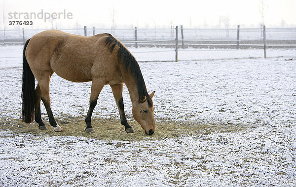 Grasendes Pferd auf winterlicher Wiese
