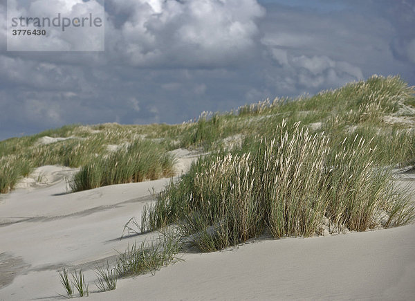 Sanddüne mit Dünengras (Ammophila arenaria)  Nordseeinsel Juist  Niedersachsen  Deutschland