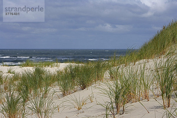 Sanddüne mit Nordsee  Juist  Lower Saxony  Germany