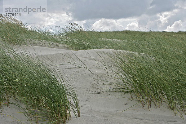 Sanddüne mit Dünengras (Ammophila arenaria)  Nordseeinsel Juist  Niedersachsen  Deutschland