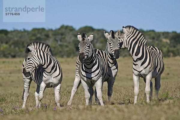 Zebras (Equus quagga) im Addo Nationalpark Südafrika