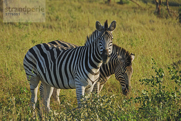 Zebras ( Equus quagga) im St. Lucia Wetland  Phinda Private Game Reserve  Südafrika