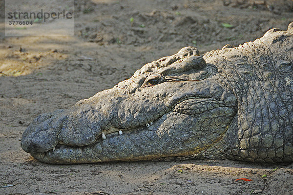 Krokodil (crocodilia) im St.Lucia Game Reserve  Südafrika
