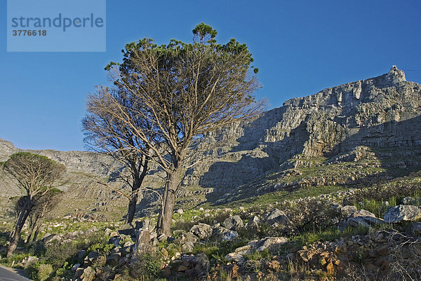 Tafelberg  Provinz Westkap Kapstadt  Südafrika