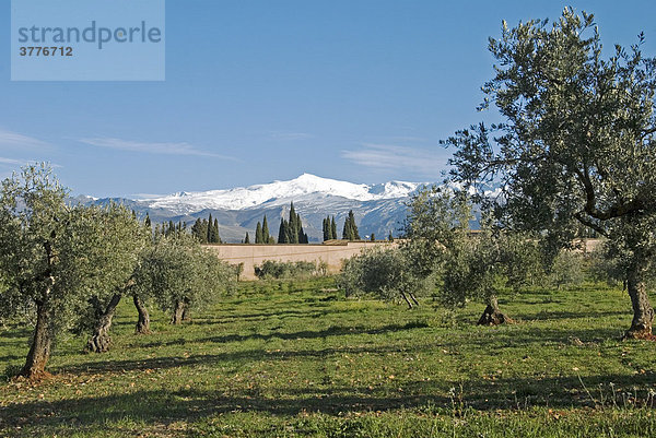 Umgebung von Granada  Obstgarten  hinten die Sierra Nevada   Andalusien  Granada  Spanien