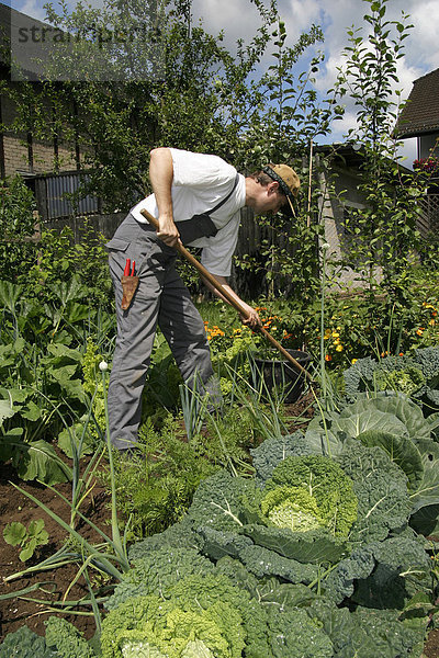Ein Gärtner arbeitet in einem ökologischen Bauerngarten  Gemüseanbau im eigenen Garten