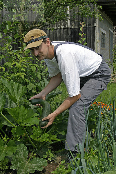 Ein Gärtner arbeitet in einem ökologischen Bauerngarten  Gemüseanbau im eigenen Garten
