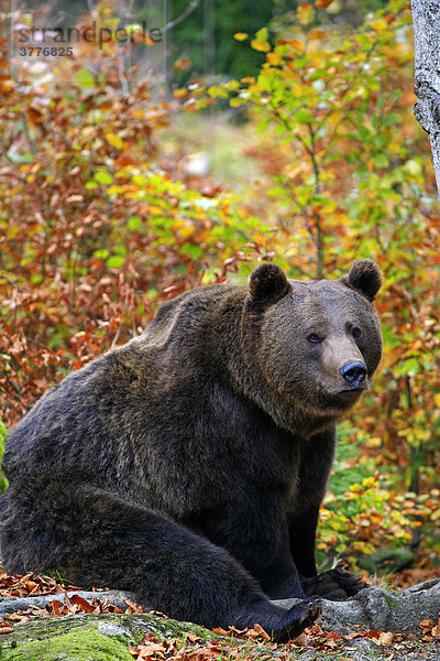 Europäischer Braunbär (Ursus arctos) im herbstlich gefärbten Wald  Tierfreigehege Nationalpark Bayerischer Wald  Deutschland