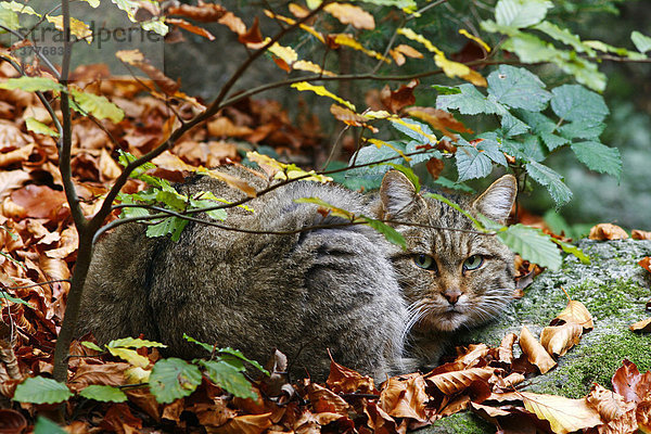Europäische Wildkatze (Felis silvestris) liegt ruhend im Herbstlaub  Tierfreigehege Nationalpark Bayerischer Wald  Deutschland