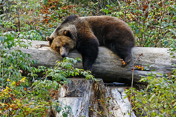 Europäischer Braunbär (Ursus arctos) ruht auf einem Baumstamm  Tierfreigehege Nationalpark Bayerischer Wald  Deutschland