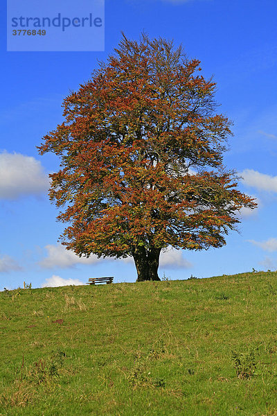 Herbstlich gefärbte Buche (Fagus silvatica) im hohen Westerwald  Hessen  Deutschland