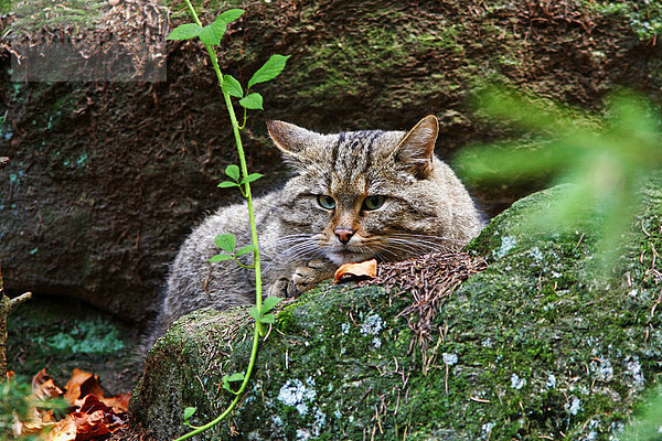 Europäische Wildkatze (Felis silvestris)  Tierfreigehege Nationalpark Bayerischer Wald  Deutschland