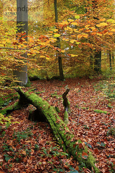 Herbstlich gefärbter Buchenwald (Fagus silvatica)  Westerwald  Hessen  Deutschland