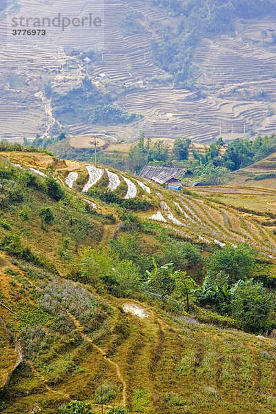 Reisterrassen im hohen Norden von Vietnam  Asien