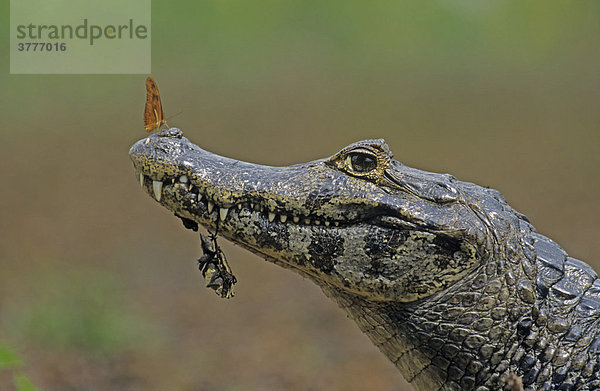 Brillenkaiman (Caiman crocodilus) mit Schmetterling auf der Nase  Pantanal  Brasliien