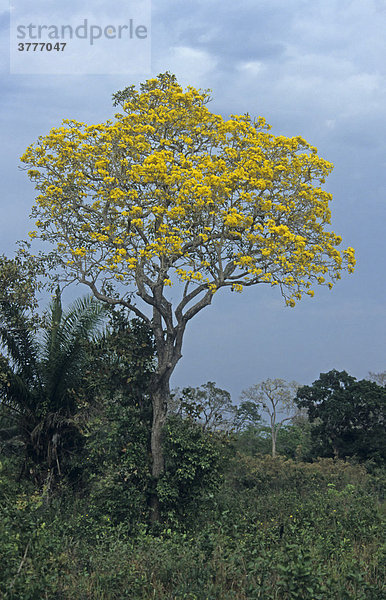 Gelb blühende Ipe  Trompetenbaum  (Tabebuia ochracea) Pantanal  Brasilien  Süamerika