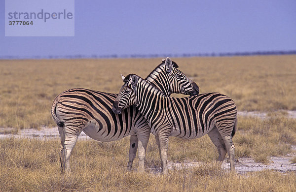 Plains Zebras (Equus quagga) Namibia  Africa