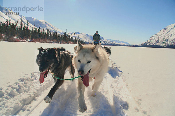 Nahaufnahme  Schlittenhunde Gespann mit Hundeschlittenführer  Fish Lake  Yukon Territorium  Kanada