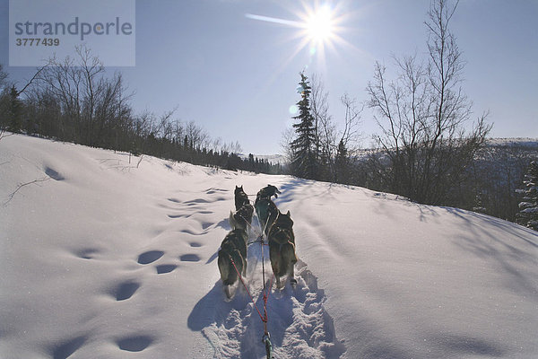 Schlittenhunde Gespann aus Sicht des Hundeschlittenführers  Black Hills  Yukon Territorium  Kanada