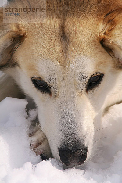 Portrait  Schlittenhund  ruhend  Yukon Territorium  Kanada
