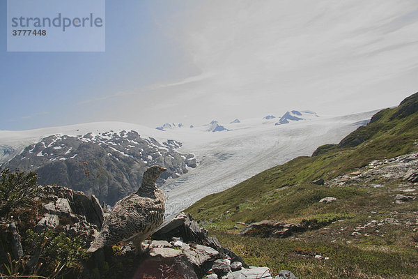 Alpenschneehuhn  Lagopus mutus  Weibchen  Sommerkleid  hinten das Harding Icefield  Kenai-Halbinsel  Alaska  USA