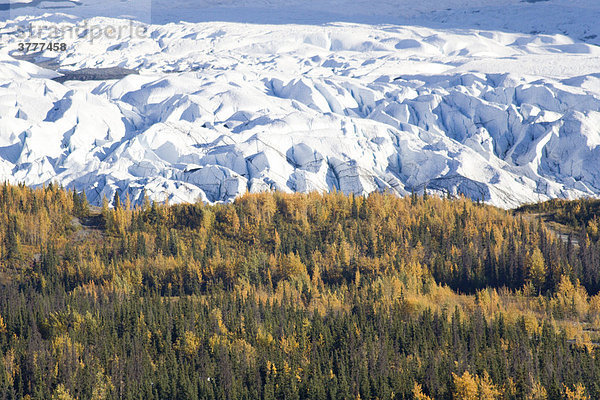 Matanuska-Gletscher  Herbstfarben  Chugach Mountains  Alaska  USA