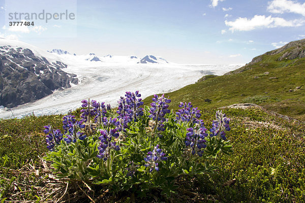 Arktische Lupine  Lupinus arcticus  vor Harding Icefield  Kenai-Halbinsel  Alaska  USA