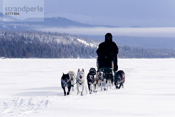 Schlittenhunde-Gespann mit Hundeschlittenführer  Lake Laberge  Yukon Territorium  Kanada