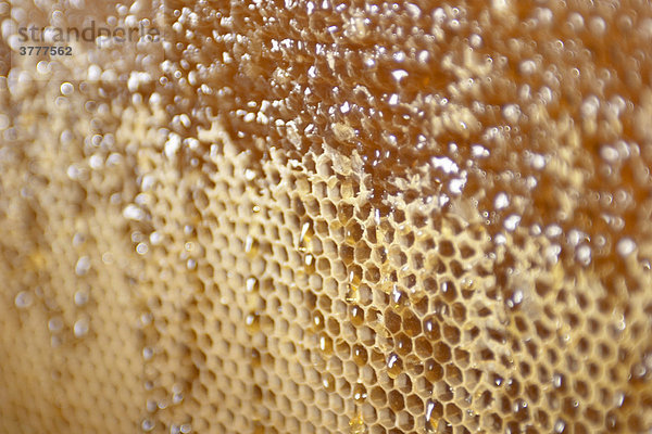 Honigwabe mit tropfendem Honig