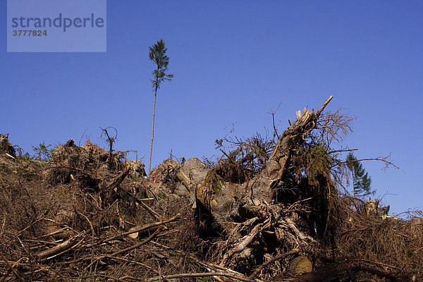 Einzeln stehender Baum nach dem Sturm Kyrill  Deutschland