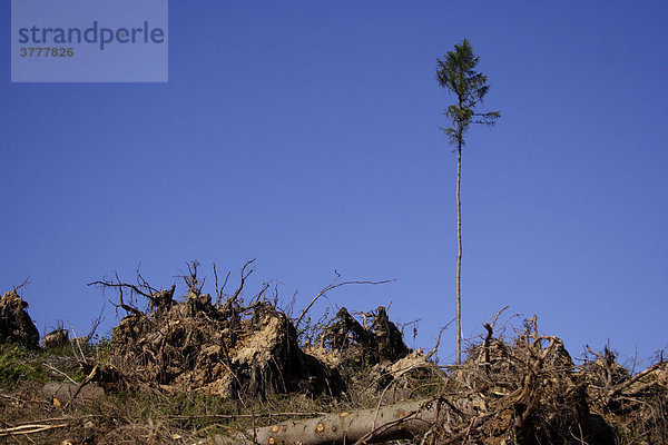 Einzeln stehender Baum nach dem Sturm Kyrill  Deutschland