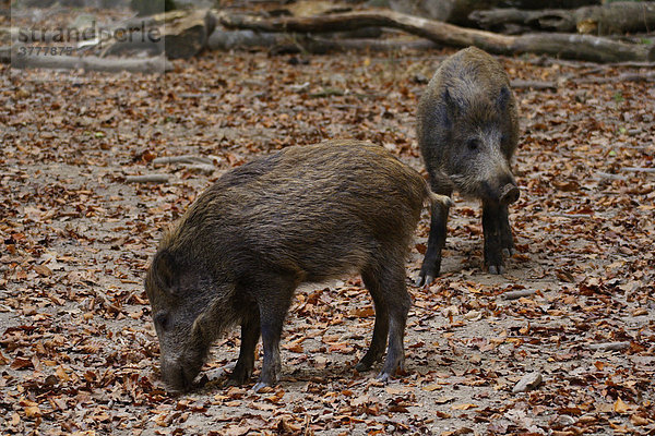 Wildschweine (Sus scrofa) in der Fasanerie  Wiesbaden  Hessen  Deutschland  Europa