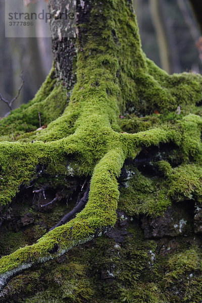 Moss-covered Birch (Betula) roots  Lueerwald Forest  Sauerland  North Rhine-Westphalia  Germany  Europe