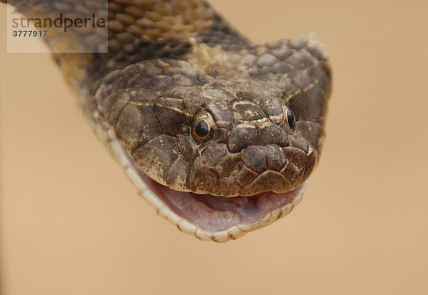 Porträt einer Falschen Lanzenotter oder Südamerikanischen Kobra (Xenodon neuwiedii) im Gran Chaco  Paraguay