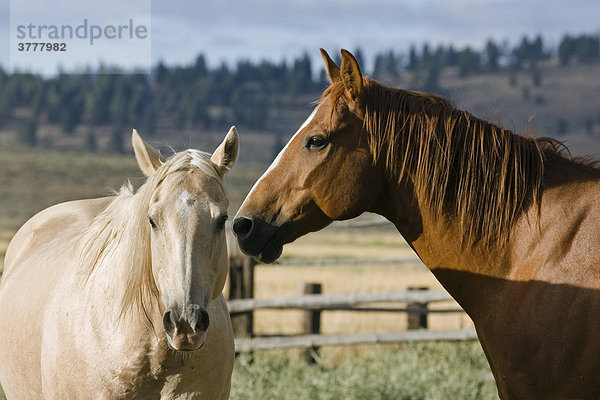 Pferde  Oregon  USA