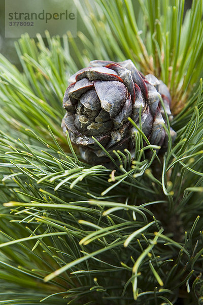 Detail eines Kiefernzapfens  Pinus  Pinaceae