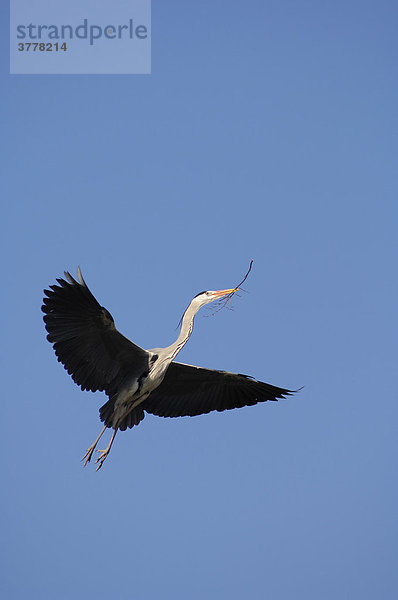 Graureiher im Flug (Ardea cinerea) mit Nistmaterial