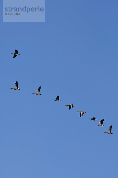 Graugänse   Anser anser  Zugvögel