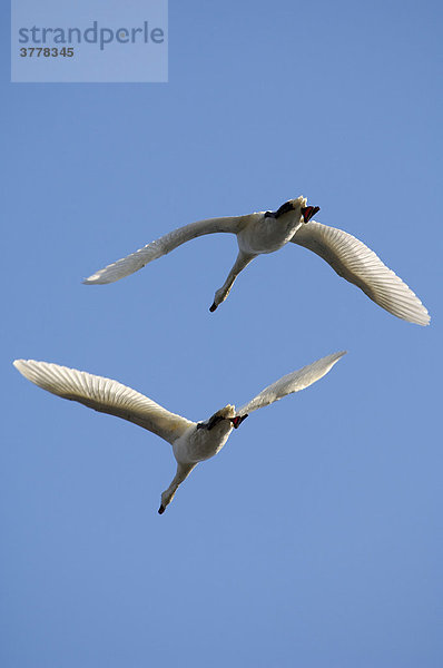 Höckerschwäne  Cygnus olor  im Flug