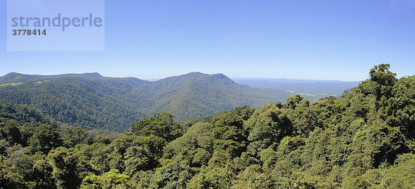 Nationalpark Dorrigo  New South Wales  Australien