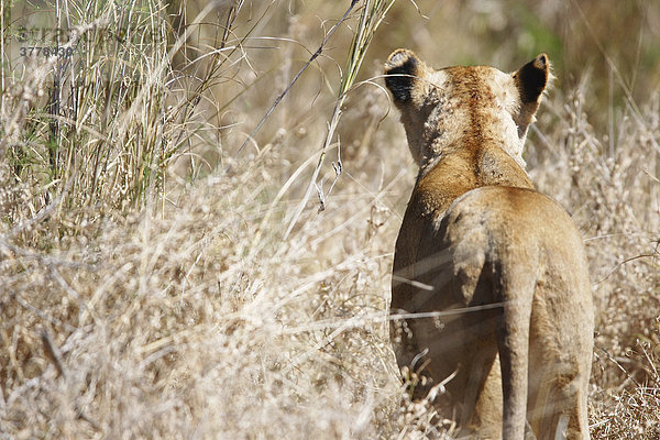 Löwin auf der Lauer von Hinten  Krüger Nationalpark Südafrika  Afrika