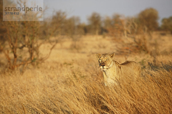 Löwin im hohen Gras  Krüger Nationalpark Südafrika  Afrika